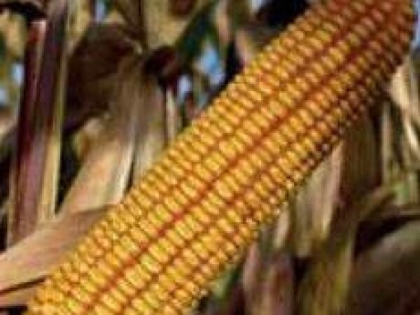 P9911 – hibrid kukuruza, tvrdi zuban, FAO 480