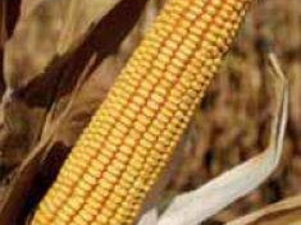 P0725 – hibrid kukuruza za silažu, tvrdi zuban, FAO 570