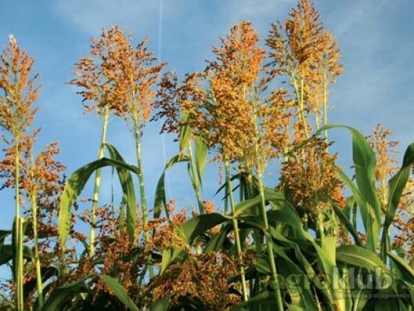 KWS Freya - Hibrid sirka i sudanske trave