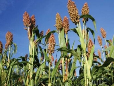 KWS Tarzan - Hibrid sirka