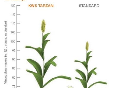 KWS Tarzan - Hibrid sirka