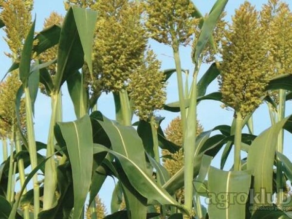 KWS Zerberus - Hibrid sirka