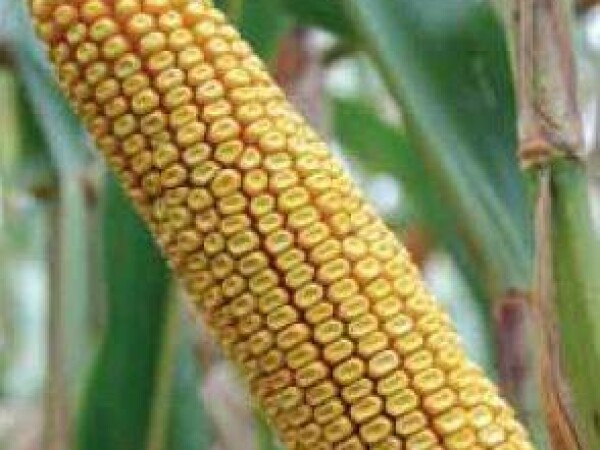 P37Y12 – najprodavaniji hibrid kukuruza, zuban, FAO 350