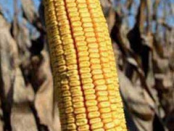 PR36V52 – hibrid kukuruza, zuban, FAO 450