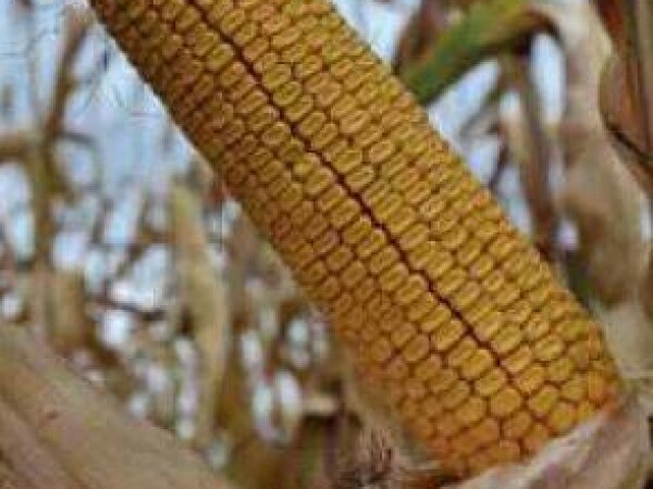 P0216 – hibrid kukuruza, zuban, FAO 450