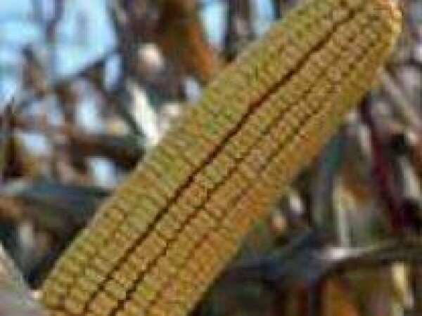 PR36V74 – hibrid kukuruza bez konkurencije, zuban, FAO 480