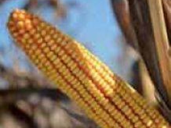 PR35F38 – hibrid kukuruza, tvrdi zuban, FAO 510