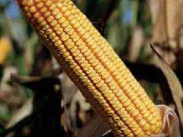 P0412 – hibrid kukuruza bez konkurenta, zuban, FAO 520