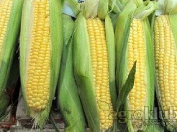 Kukuruz šećerac Sundance