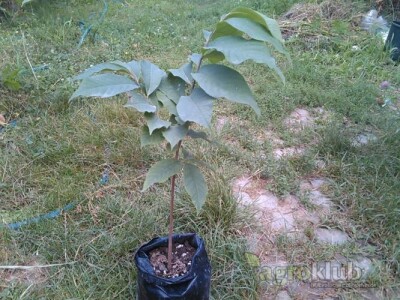 Asimina Triloba-indijanska banana-Pawpaw