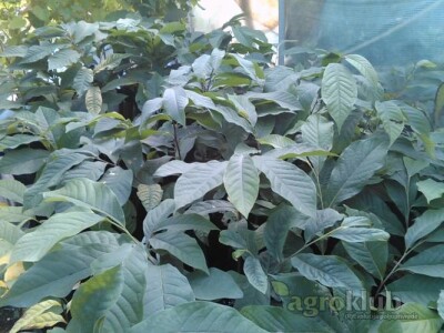 Asimina Triloba-indijanska banana-Pawpaw