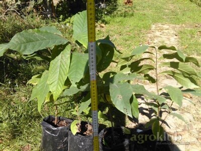Asimina Triloba-indijanska banana-Pawpaw
