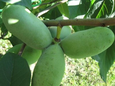 Asimina Triloba-indijanska banana-Pawpaw