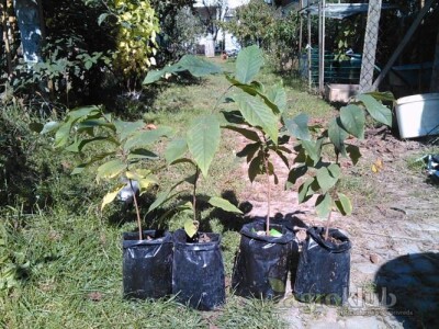 Asimina Triloba-indijanska banana-Pawpaw