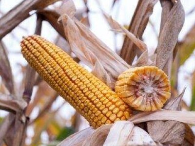 KASSIUS - Z - hibrid kukuruza, FAO 400