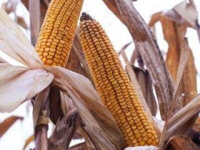 KASSIUS - Z - hibrid kukuruza, FAO 400