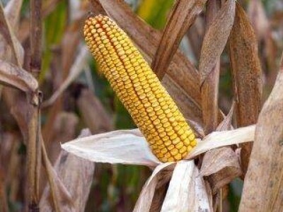 KASSIUS - Z - hibrid kukuruza, FAO 400