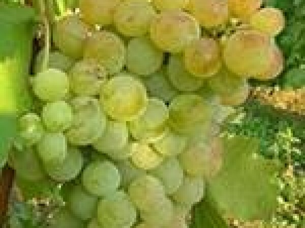 VINOVA LOZA DEMIR KAPIJA