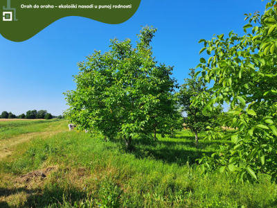 5.5 ha voćnjaka, 1500 stabala oraha, EKO OPG, osigurane polj.potpore