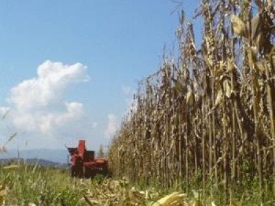 Berač kukuruza jednoredni