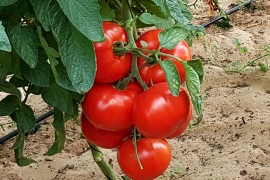 Paradajz Melisande F1 250 sem