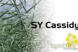 SY Cassidy - uljana repica Ad image