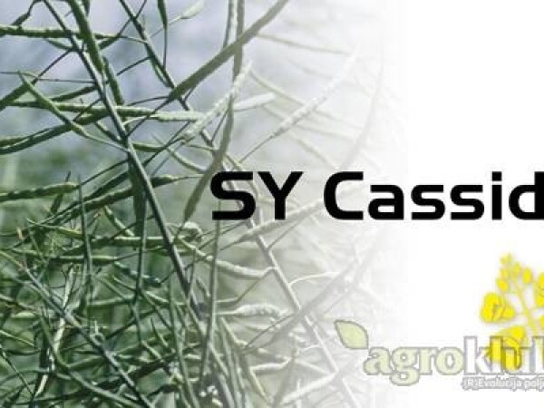 SY Cassidy - uljana repica