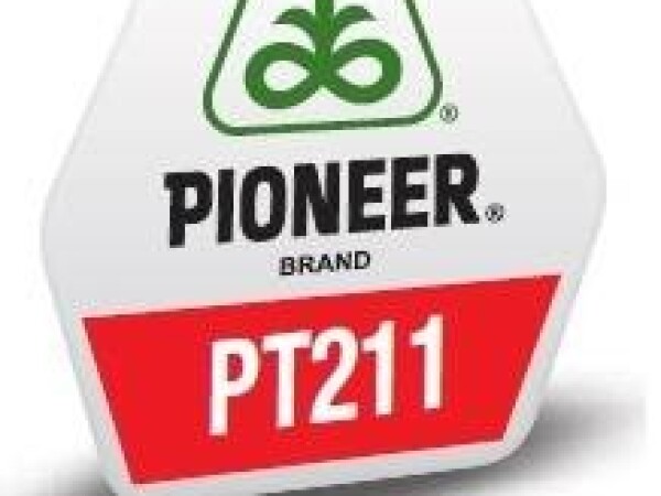 PT211 - hibrid uljane repice