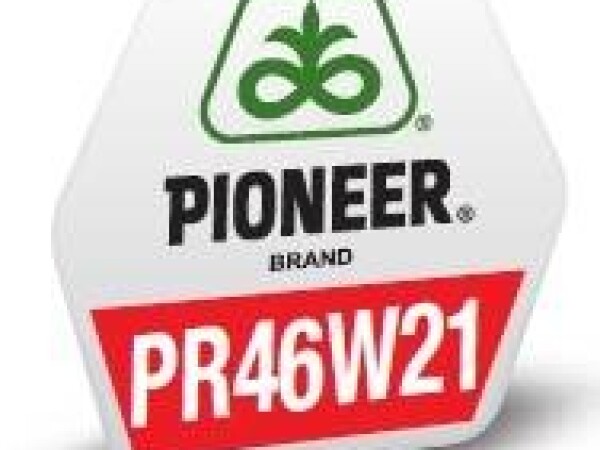 PR46W21 - hibrid uljane repice