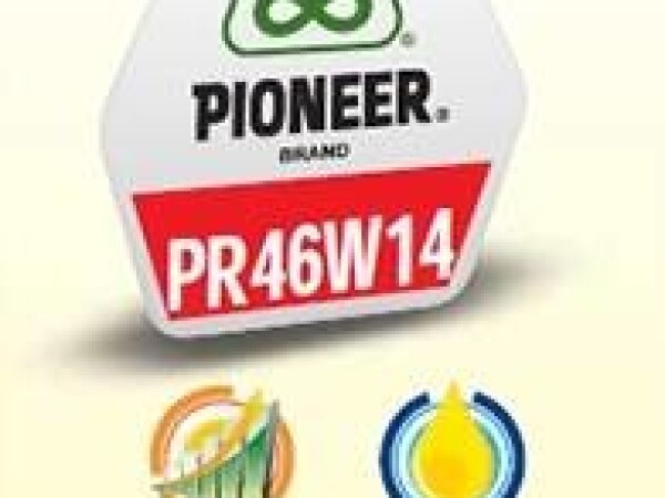 PR46W14 - hibrid uljane repice