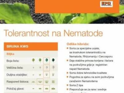 Bruna KWS - Z tip, Rz/Ne/Cr - sjeme šećerne repe