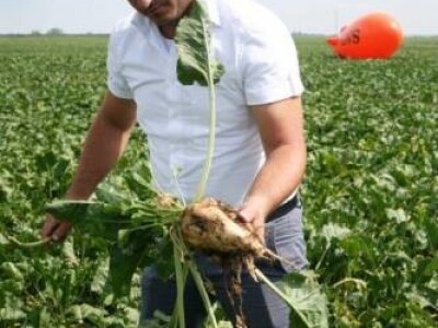 Bruna KWS - Z tip, Rz/Ne/Cr - sjeme šećerne repe