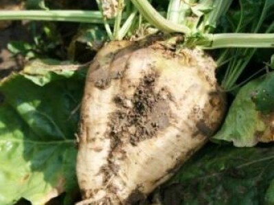 Bruna KWS - Z tip, Rz/Ne/Cr - sjeme šećerne repe