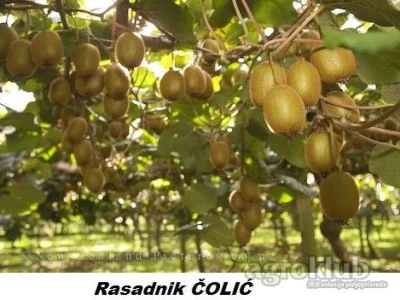 Aronija,borovnica,kivi,ribizla,kupina,malina..