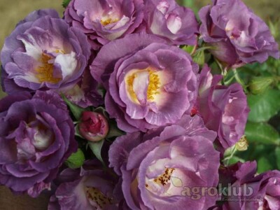 Blue For You - floribunda