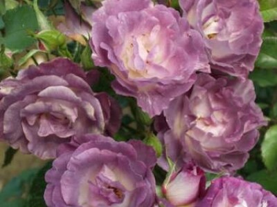 Blue For You - floribunda