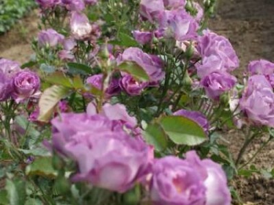 Blue For You - floribunda