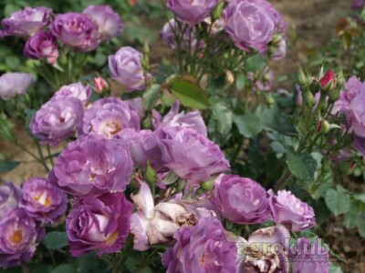 Blue For You - floribunda