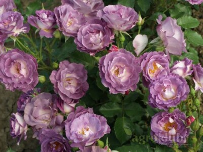 Blue For You - floribunda