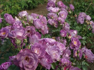 Blue For You - floribunda