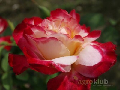 Double Delight - hibridna čajevka