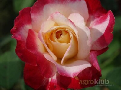 Double Delight - hibridna čajevka