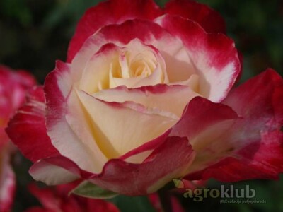 Double Delight - hibridna čajevka