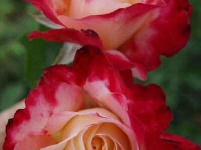 Double Delight - hibridna čajevka