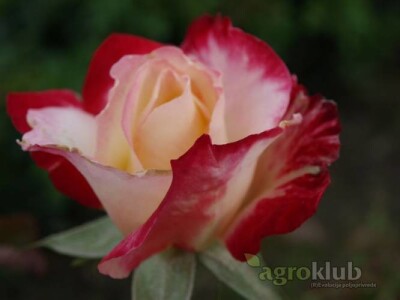 Double Delight - hibridna čajevka