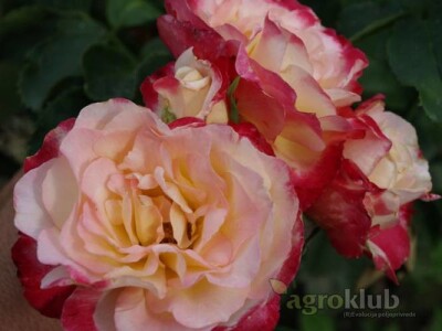 Double Delight - hibridna čajevka