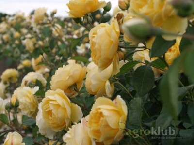 Graham Tomas - engleska ruža