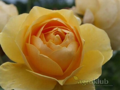 Graham Tomas - engleska ruža