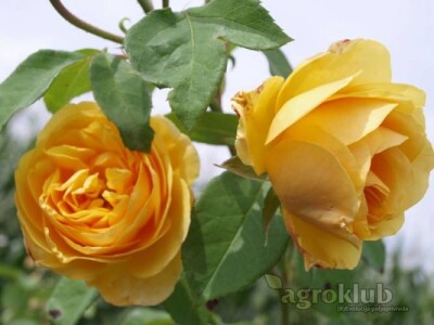 Graham Tomas - engleska ruža