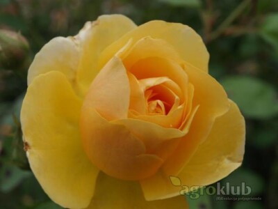 Graham Tomas - engleska ruža